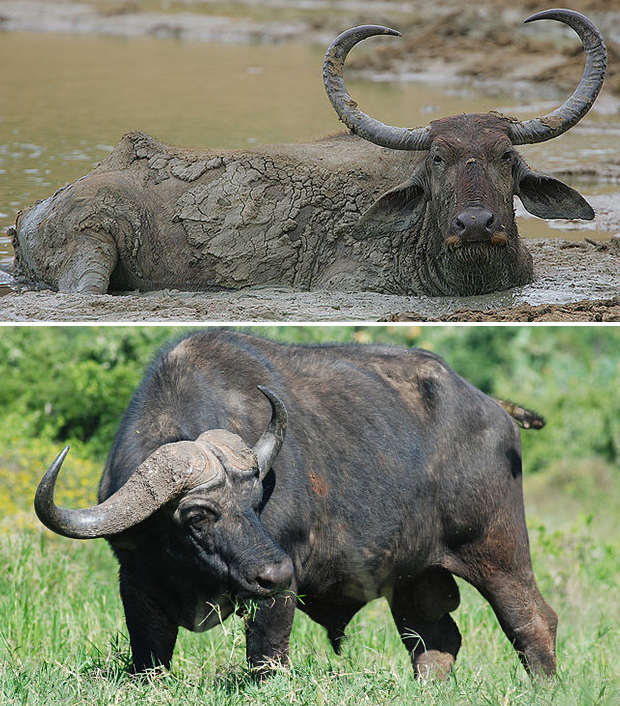 #NAME Are Buffalo and Bison The Same Animal?