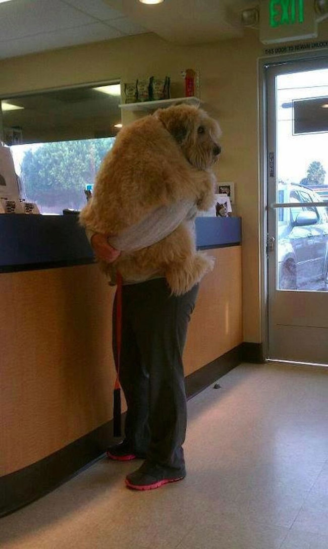 #NAME 24 Pets Who Will Do Anything To Get Out Of A Vet Visit