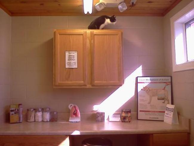 #NAME 24 Pets Who Will Do Anything To Get Out Of A Vet Visit