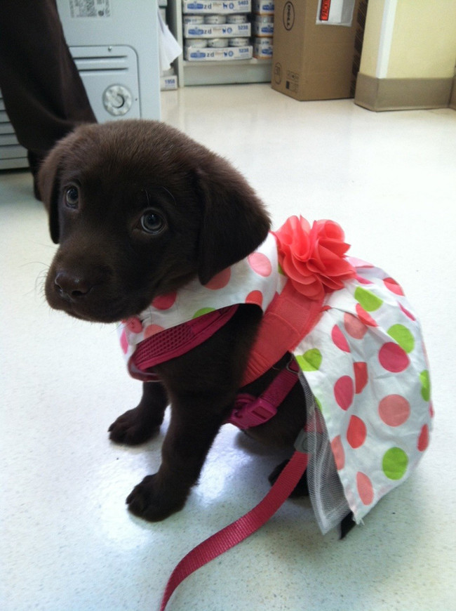#NAME These 28 Pets Are Totally Killing It In The Latest Spring Fashion Trends