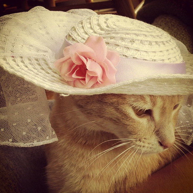 #NAME These 28 Pets Are Totally Killing It In The Latest Spring Fashion Trends