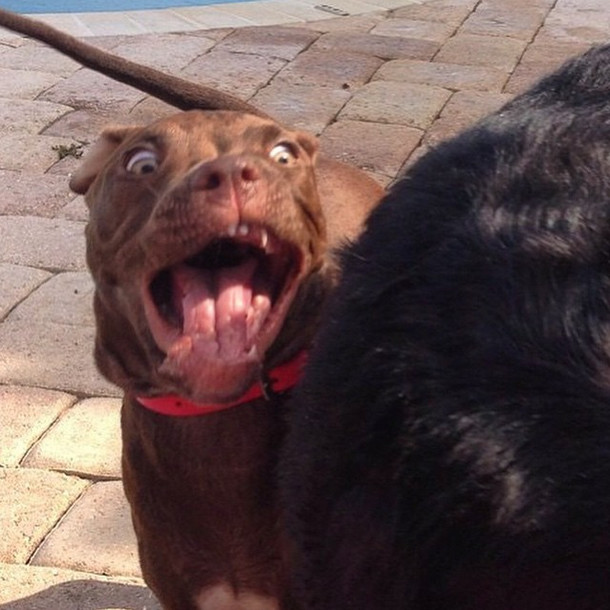 #NAME These 25 Adorably Unphotogenic Animals Are Going To Leave You In Tears Of Laughter