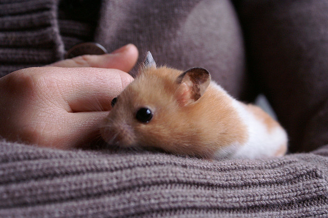 #NAME These 20 Super Cute Hamsters Will Make You Rush To The Pet Store In A Jiffy