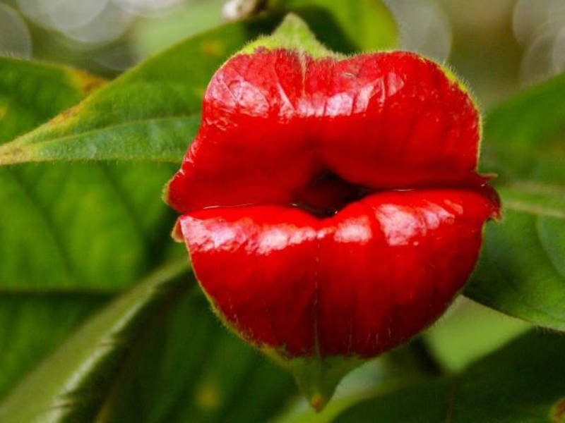15 most bizarre flowers from around the world 1 10 Flowers That You Wont Believe Exist