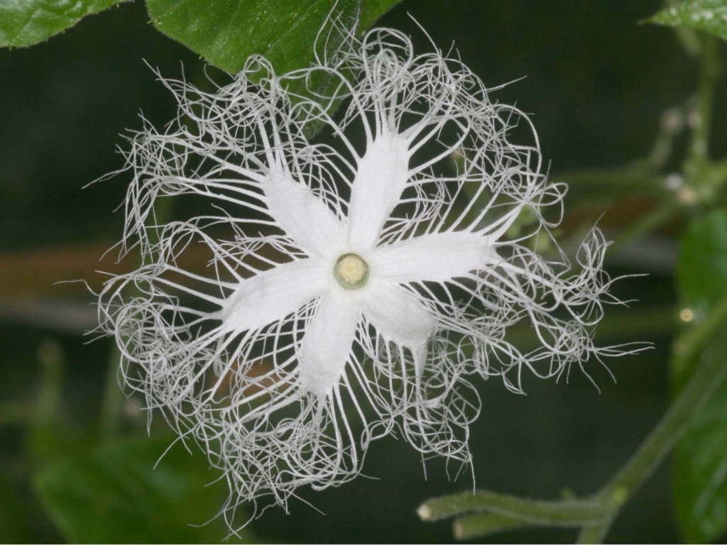 15 most bizarre flowers from around the world 12 10 Flowers That You Wont Believe Exist