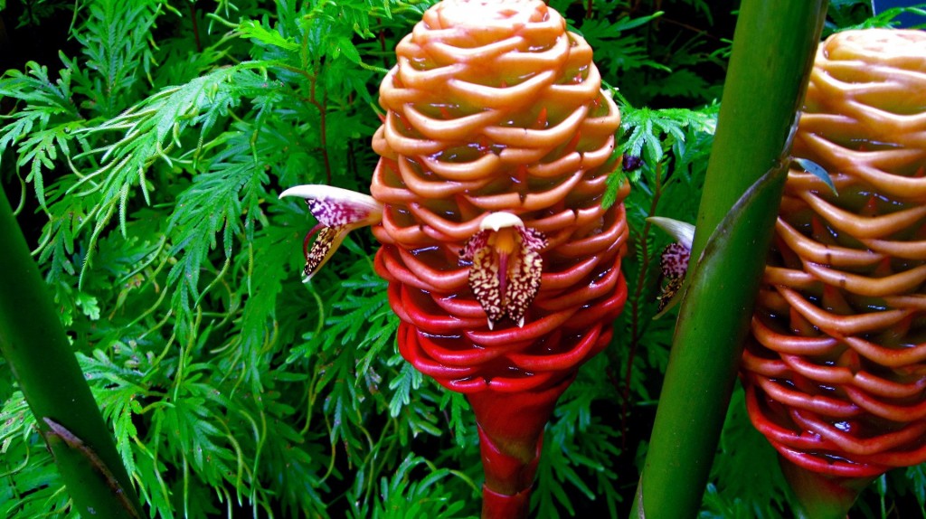 15 most bizarre flowers from around the world 14 10 Flowers That You Wont Believe Exist