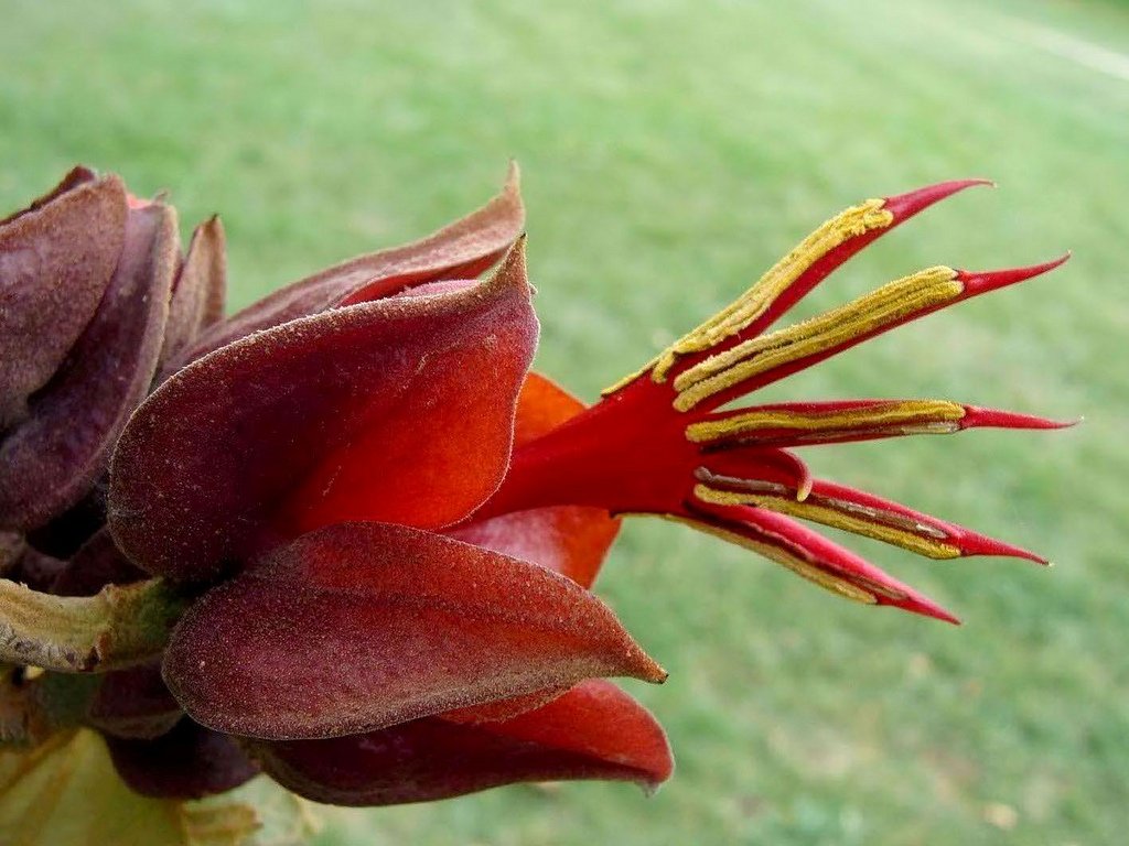 15 most bizarre flowers from around the world 15 10 Flowers That You Wont Believe Exist