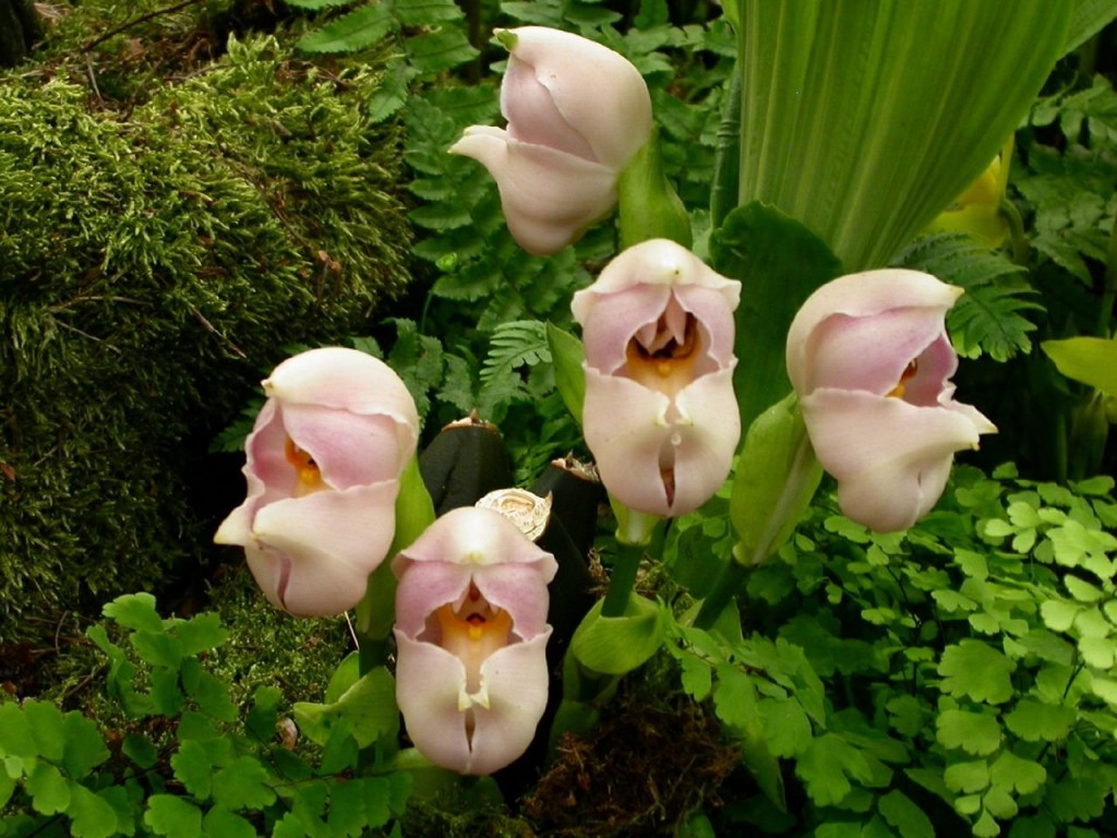 15 most bizarre flowers from around the world 2 10 Flowers That You Wont Believe Exist