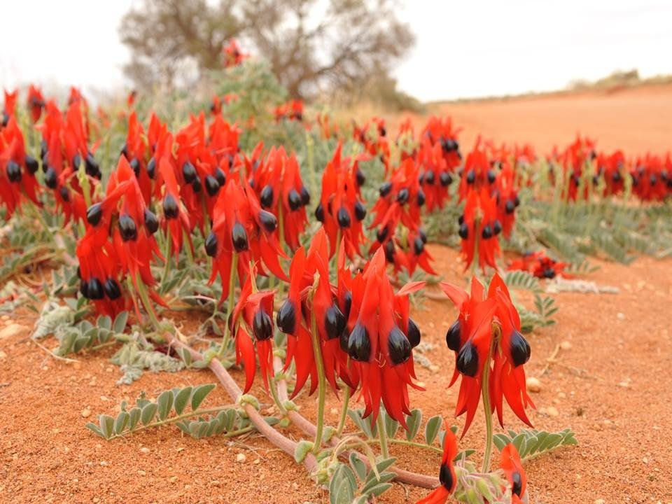 15 most bizarre flowers from around the world 3 10 Flowers That You Wont Believe Exist