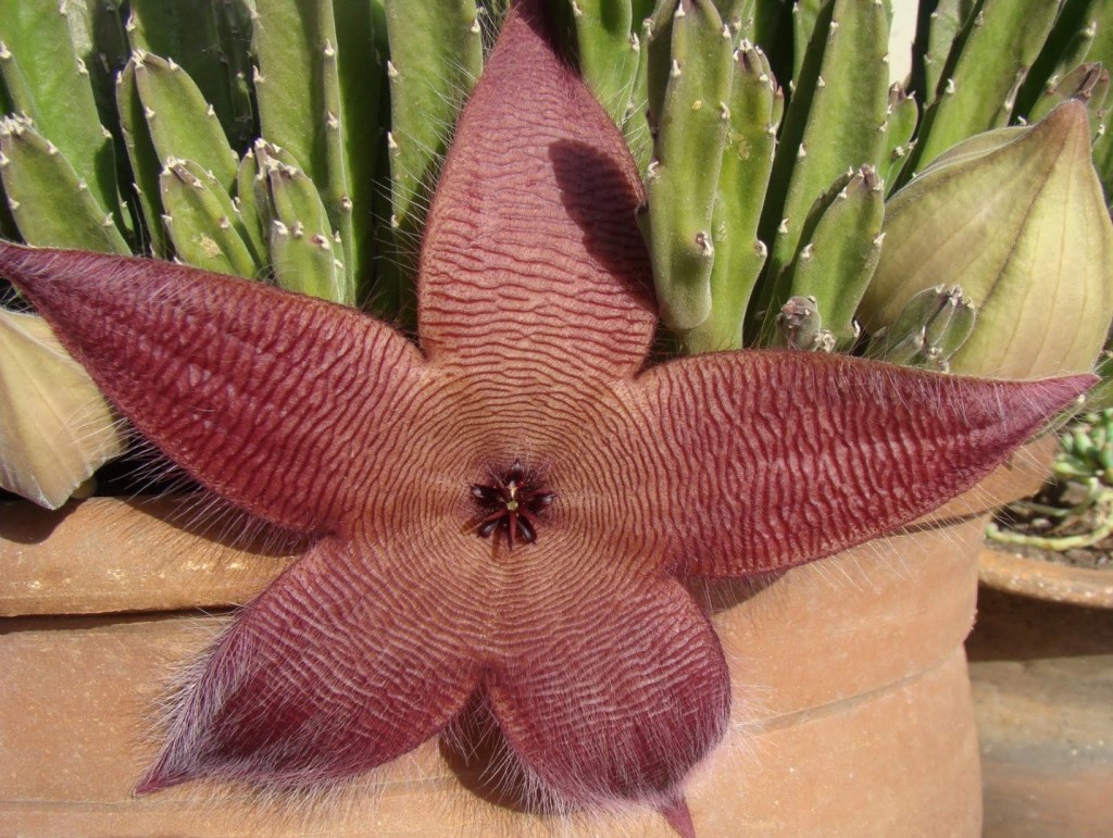 15 most bizarre flowers from around the world 8 10 Flowers That You Wont Believe Exist