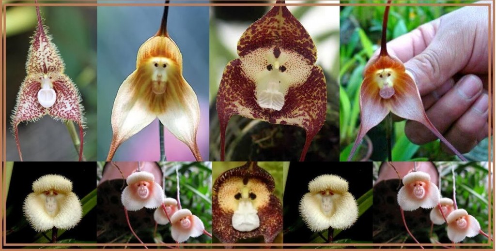 15 most bizarre flowers from around the world 9 10 Flowers That You Wont Believe Exist