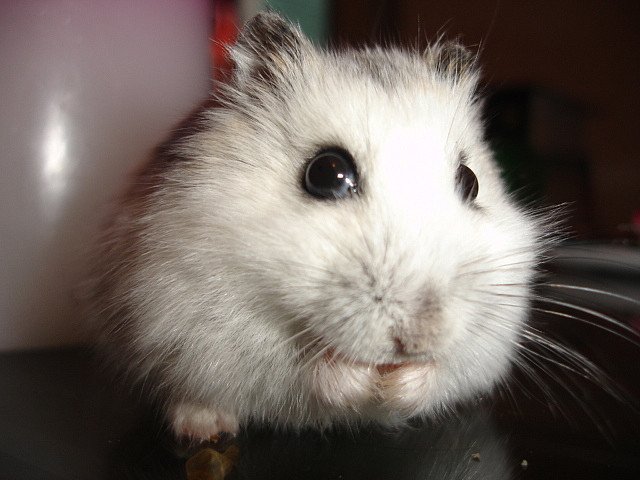 #NAME These 20 Super Cute Hamsters Will Make You Rush To The Pet Store In A Jiffy