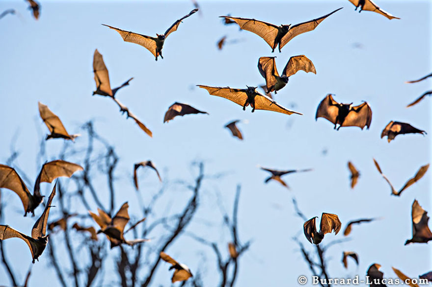 #NAME Top 20 Amazing Animal Migration Photos