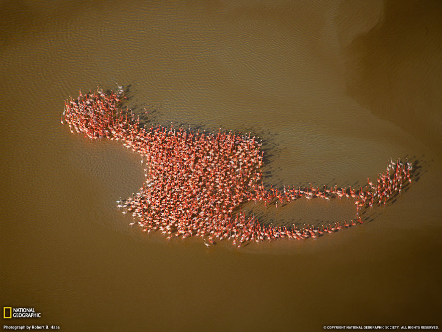 #NAME Top 20 Amazing Animal Migration Photos