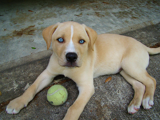 #NAME 20 Cute Photos Of Crossbreed Dogs That Will Change The Way People Think About Them