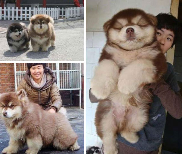 #NAME 20 Cute Photos Of Crossbreed Dogs That Will Change The Way People Think About Them
