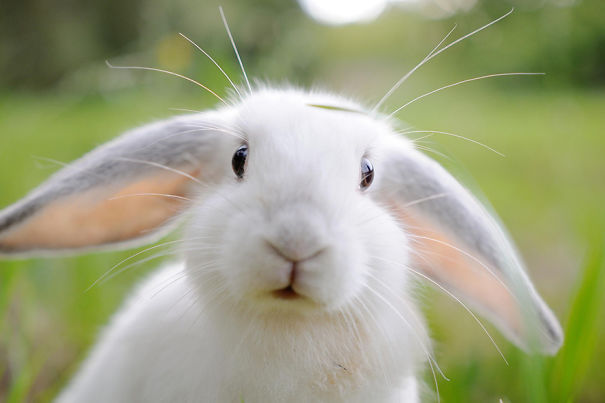#NAME 20 Photos of Adorable Bunnies that would make you want one