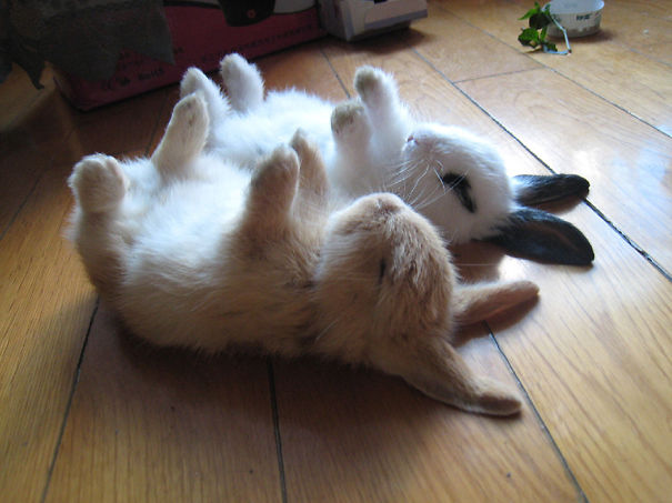 #NAME 20 Photos of Adorable Bunnies that would make you want one