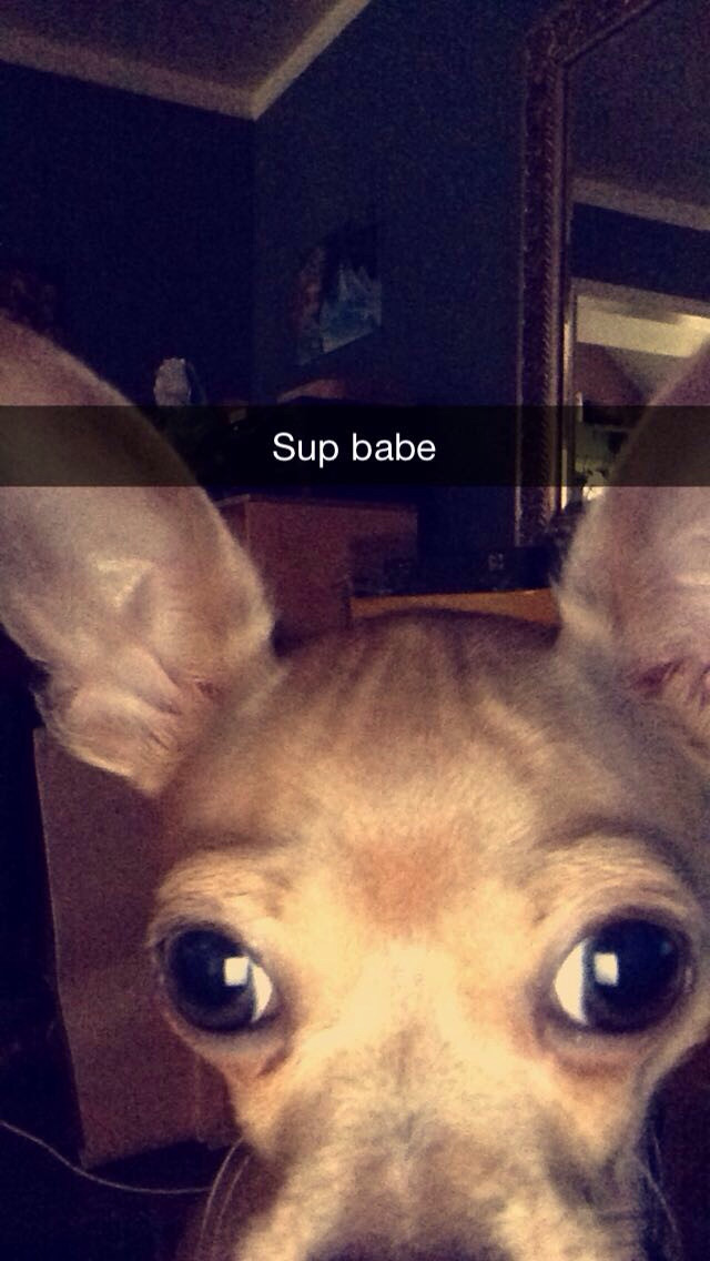 #NAME 22 Hilarious Snapchat Moments Of Dogs and Cats That Will Make You Faint With Laughter