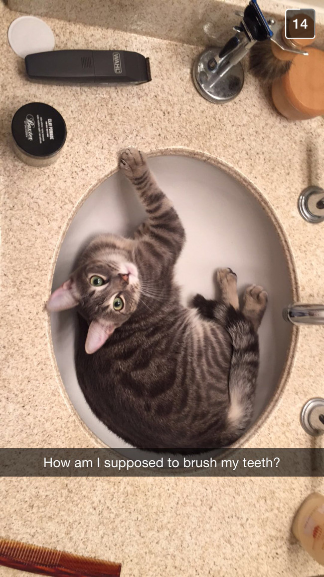 #NAME 22 Hilarious Snapchat Moments Of Dogs and Cats That Will Make You Faint With Laughter