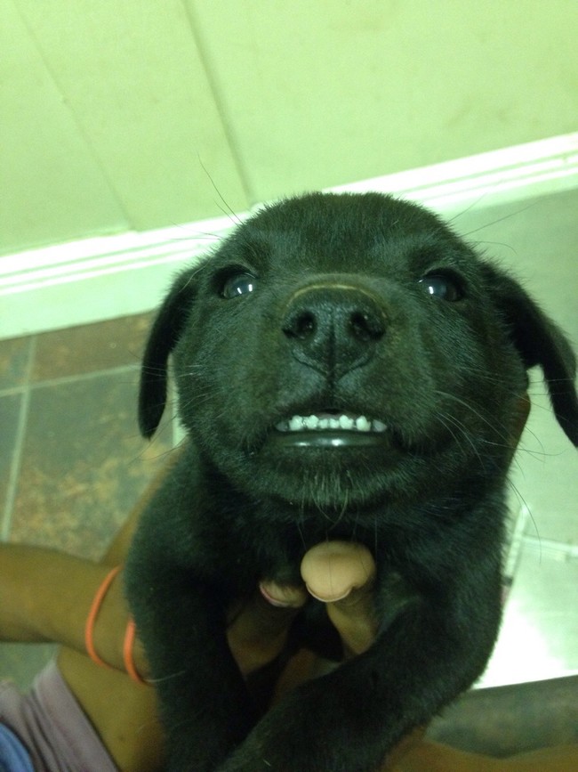 #NAME These 20 Animals Hilariously Look Awkward As They Smile For the Camera