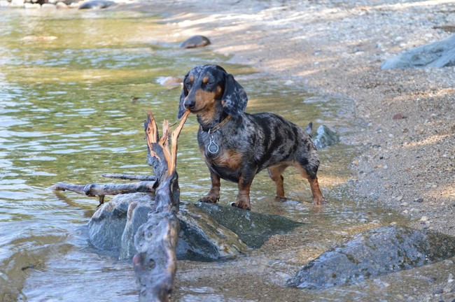 #NAME 21 Cute Dachshund Photos That Rightly Prove that Size Does Not Matter