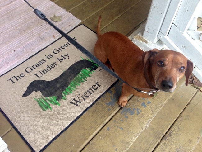 #NAME 21 Cute Dachshund Photos That Rightly Prove that Size Does Not Matter