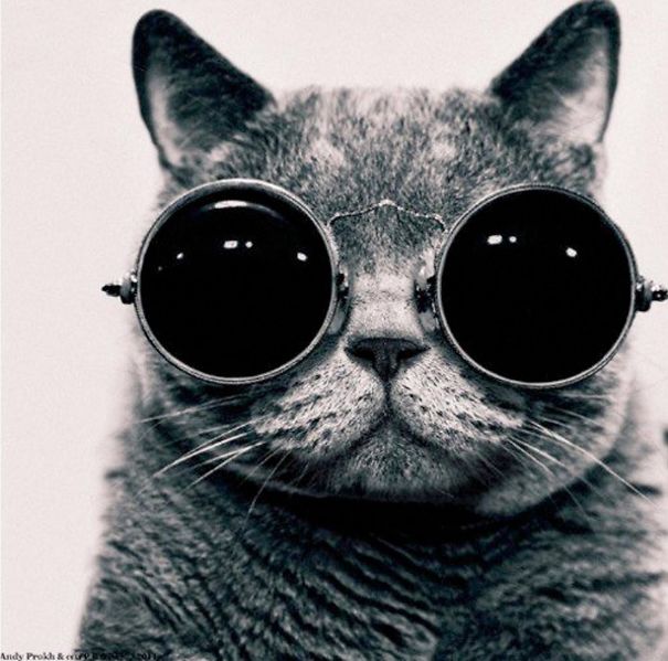 #NAME 20 Of The Most Popular Internet Cat Stars