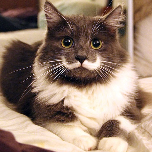 #NAME 20 Of The Most Popular Internet Cat Stars