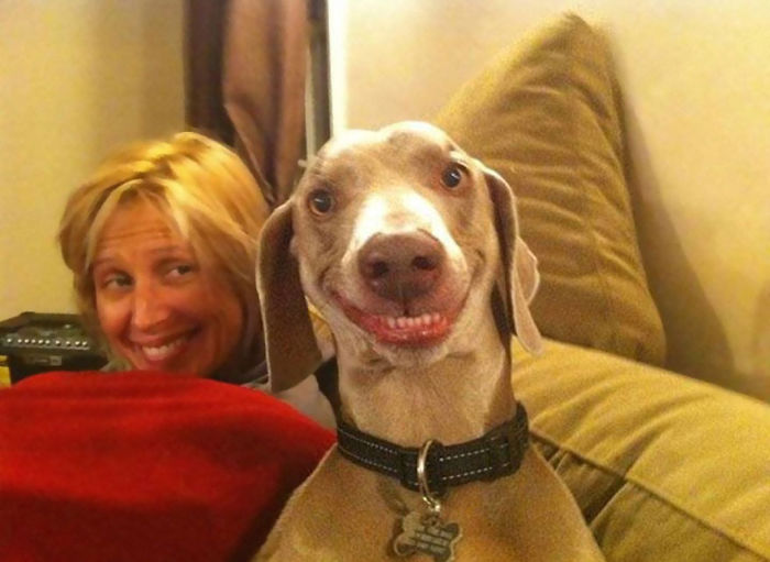 #NAME Top 20  Happiest Dogs Showing Their Best Smiles