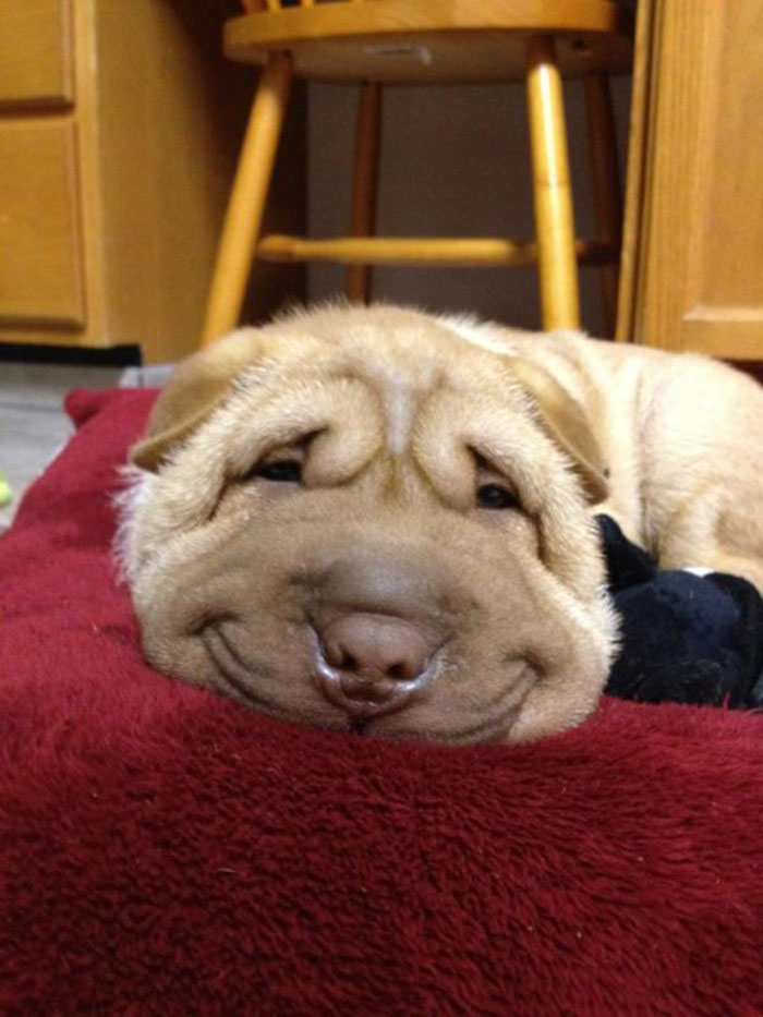 #NAME Top 20  Happiest Dogs Showing Their Best Smiles