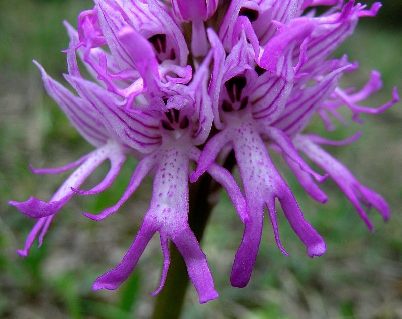 15 most bizarre flowers from around the world 4 10 Flowers That You Wont Believe Exist