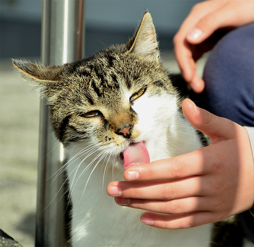 Why does my cat lick my hand? LogicGoat