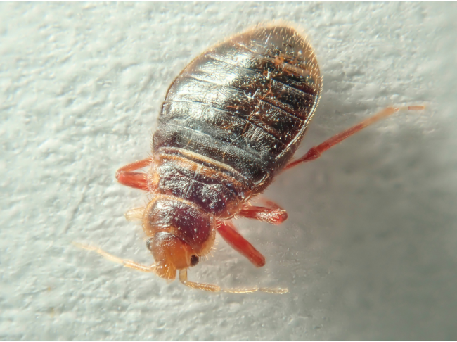 #NAME The Creepy Truth About What Bed Bugs Do at Night