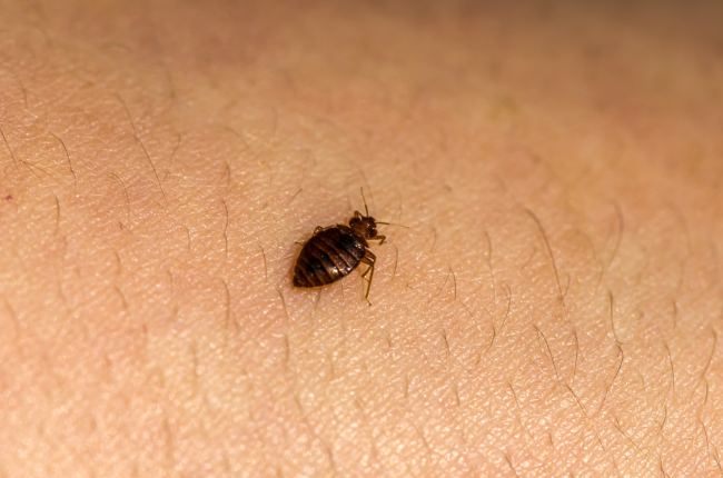 #NAME The Creepy Truth About What Bed Bugs Do at Night